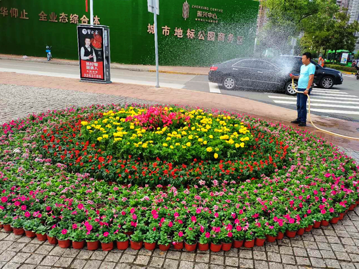市园林处2020年国庆花卉布展工作正在紧锣密鼓进行