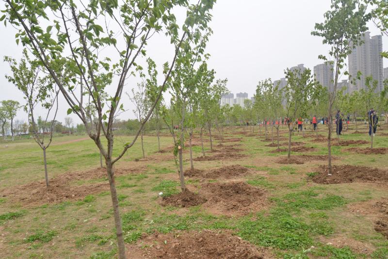 市城管局积极参加市直单位2021年春季义务植树活动_六安市城市管理